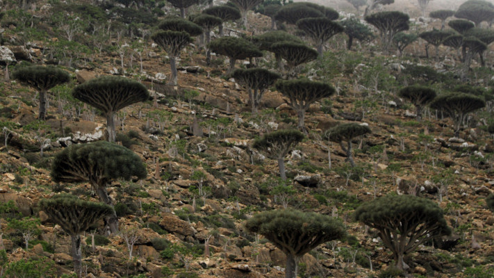 האי סוקוטרה, תימן