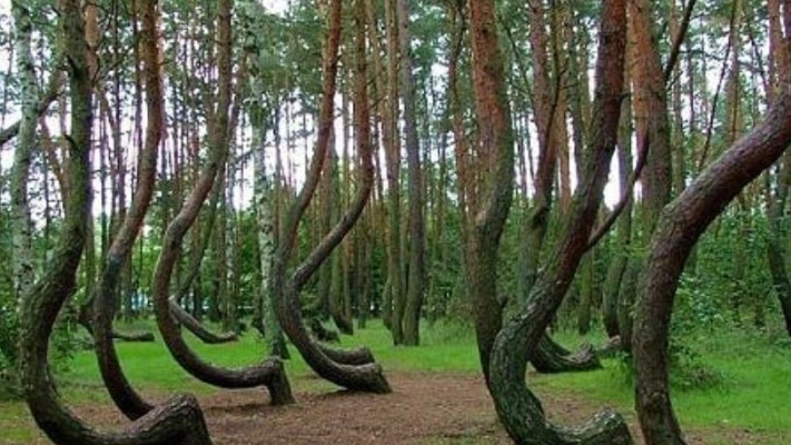 Crooked Forest, פולין