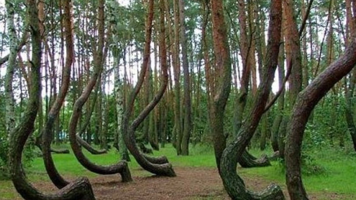 Crooked Forest, פולין (צילום: צילום מסך אינסטגרם)