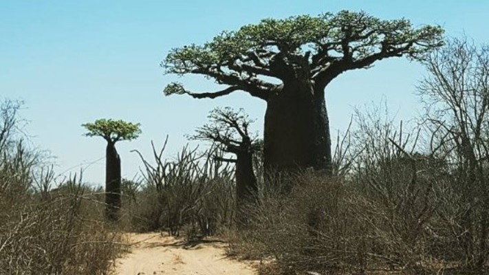 Spiny Forest, מדגסקר (צילום: צילום מסך אינסטגרם)