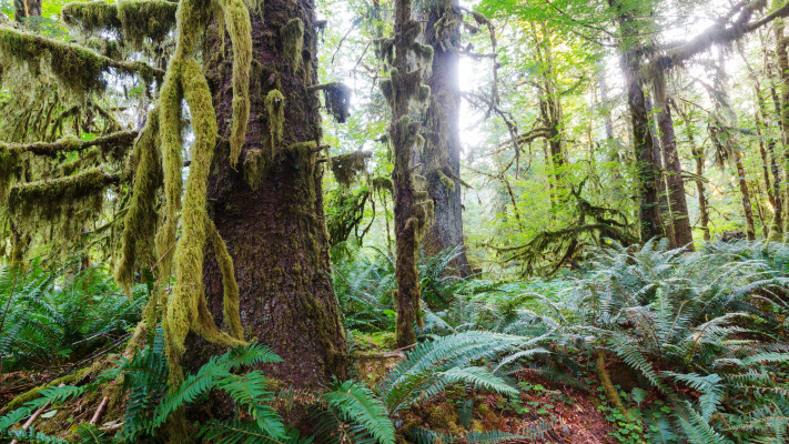 Hoh Rainforest, וושינגטון