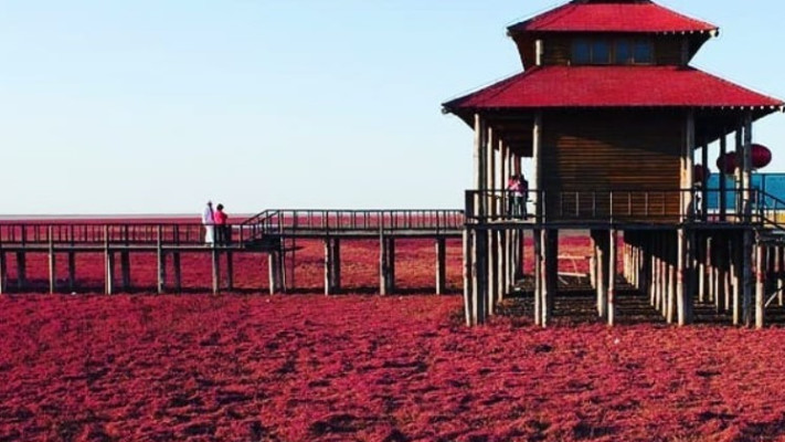 החוף האדום, פנג'ין