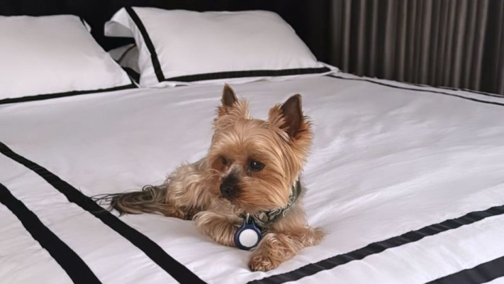 מסי הכלב של אופירה אסייג (צילום: צילום מסך אינסטגרם)