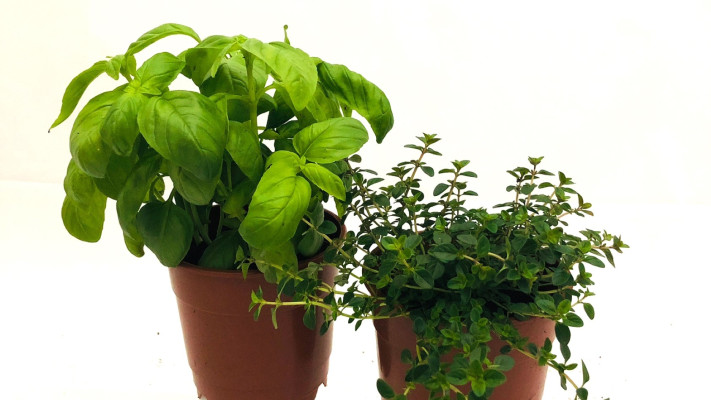 טימין ובזיליקום