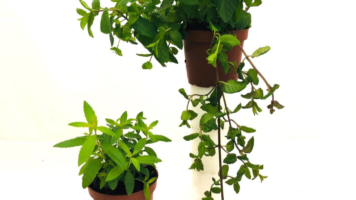 נענע ולואיזה