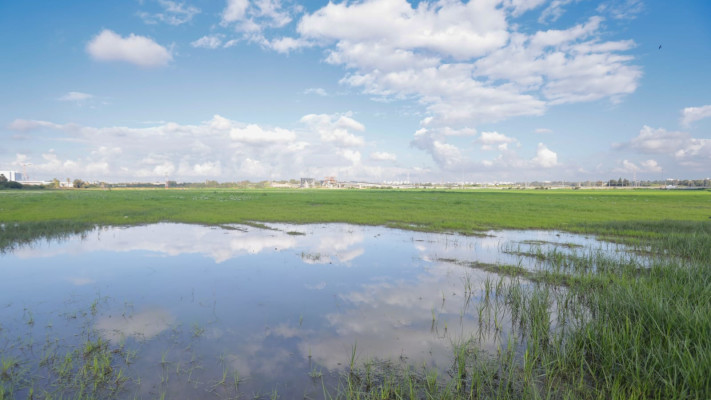 עמק הנרקיסים