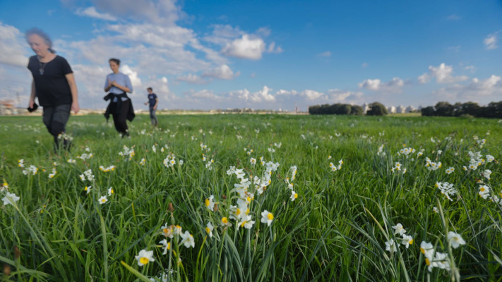 עמק הנרקיסים