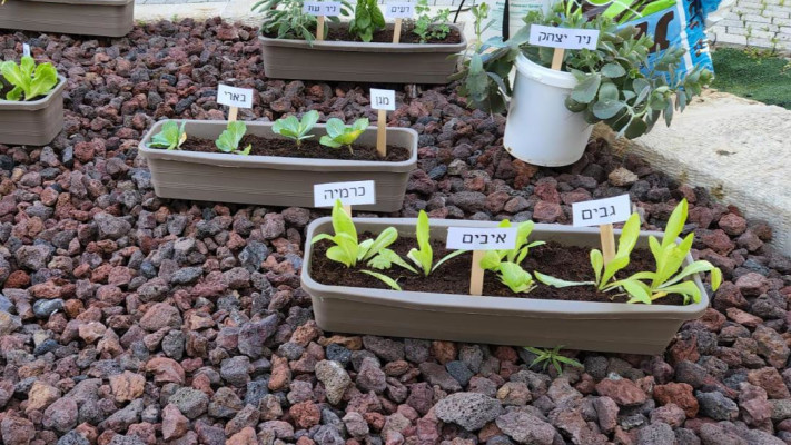 ט''ו בשבט בצל המלחמה