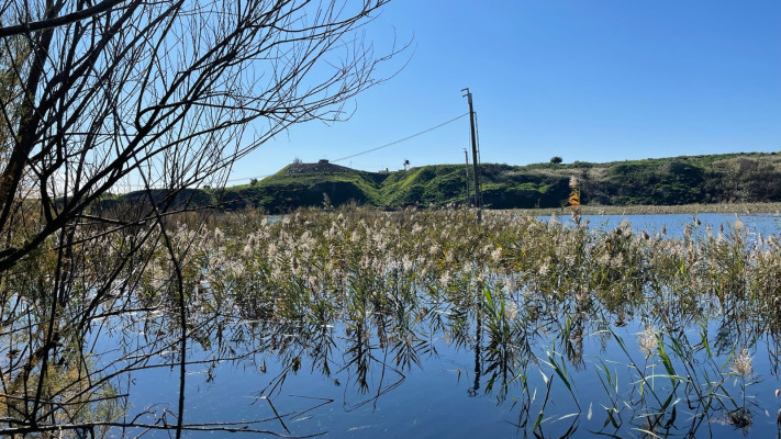 יום הביצות הבינלאומי