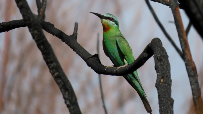 מרכזי הצפרות הם תחנה חשובה לעופות נודדים