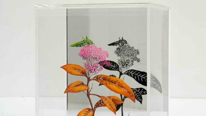 צדוק בן דוד