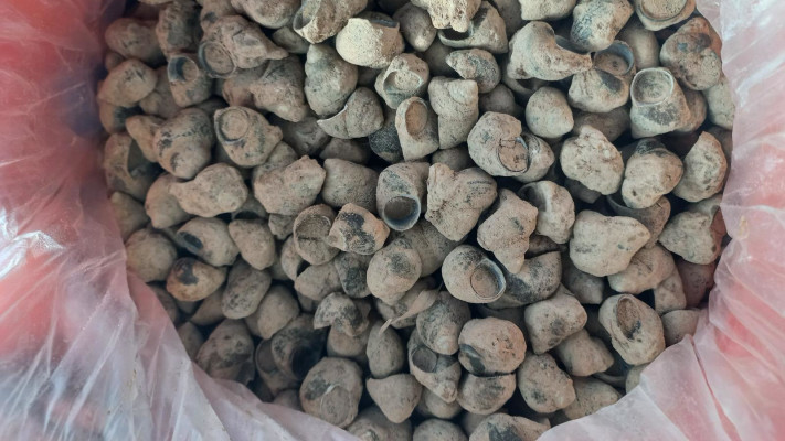 החלזונות שנתפסו בנתב''ג