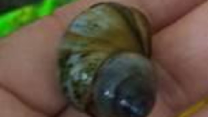 אחד השבלולים מתוך האלפים שנתפסו במזוודות העובדות הזרות