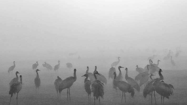 העופות באגמון החולה קק״ל