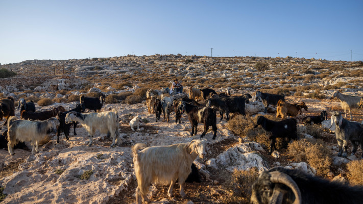 רועה צאן יהודי עם הכבשים בשטחי יהודה ושומרון, 20 באוגוסט 2023 (צילום: חיים גולדברג, פלאש 90)
