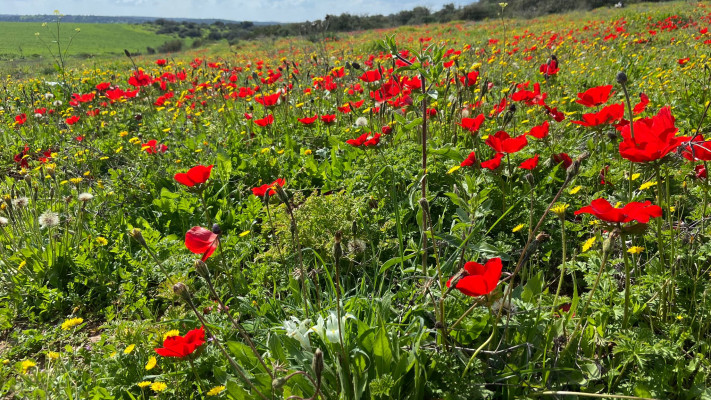 כלניות בגן הלאומי בית גוברין