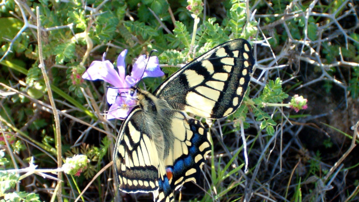 אירוס בשמורת פורה 