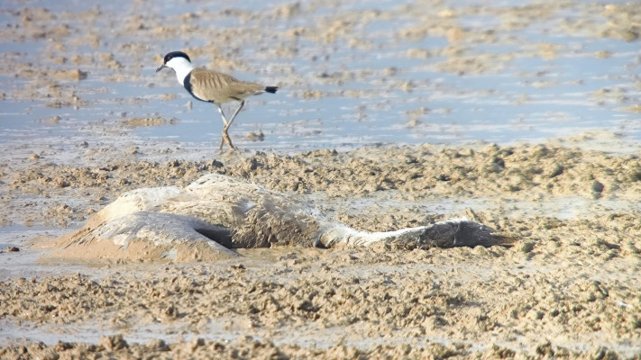 פגרי עגורים מתים בעמק החולה