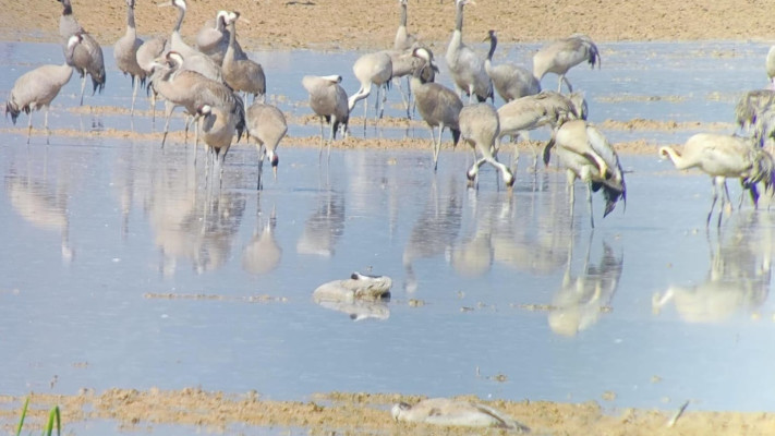 פגרי עגורים מתים בעמק החולה