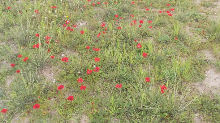 כלניות בעוטף עזה (צילום: משה כהן)