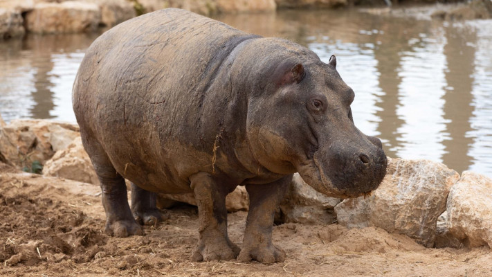 ציפופו ההיפו במדבריום