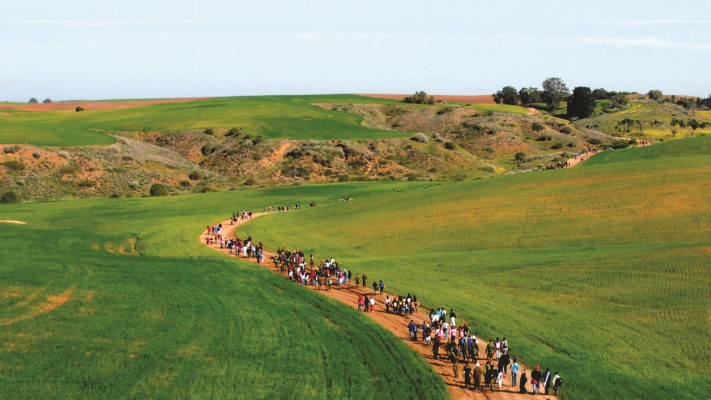 צעדת הכלניות