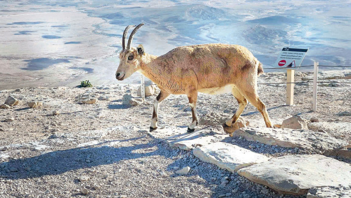 יעלים מול מסעדת צוקים (צילום: מיטל שרעבי)