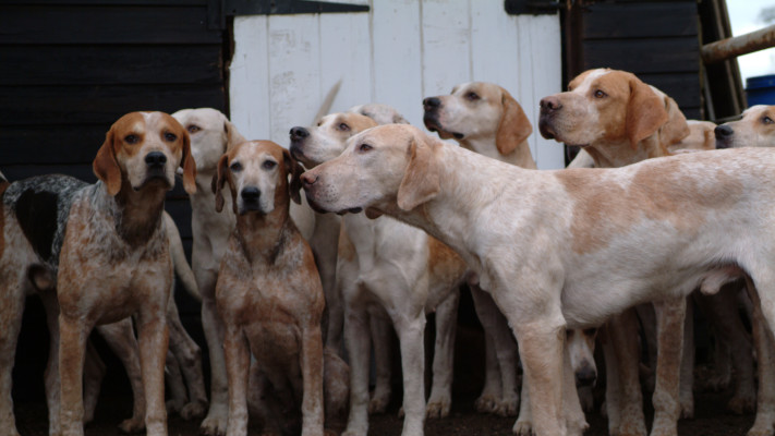 כלבים (צילום: אינג'אימג')