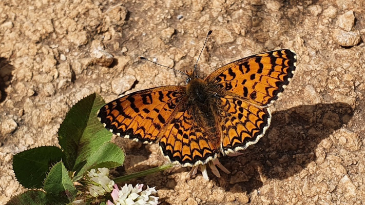 כִּתְמִית בקליל 