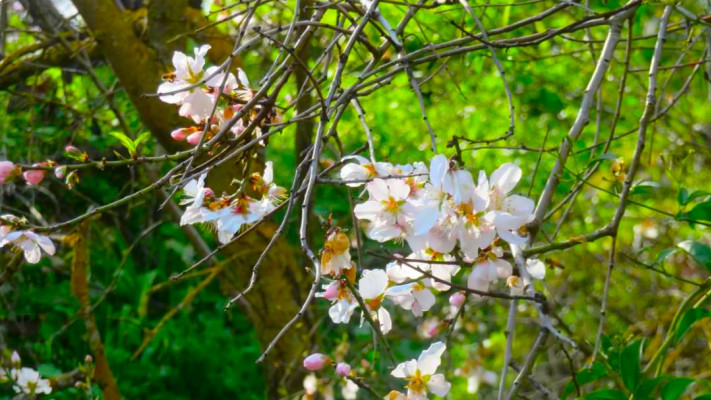 פריחה בנחל ראש פינה