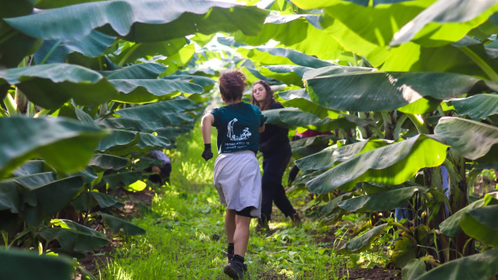 מתנדבים ב''חיבורים בחקלאות''