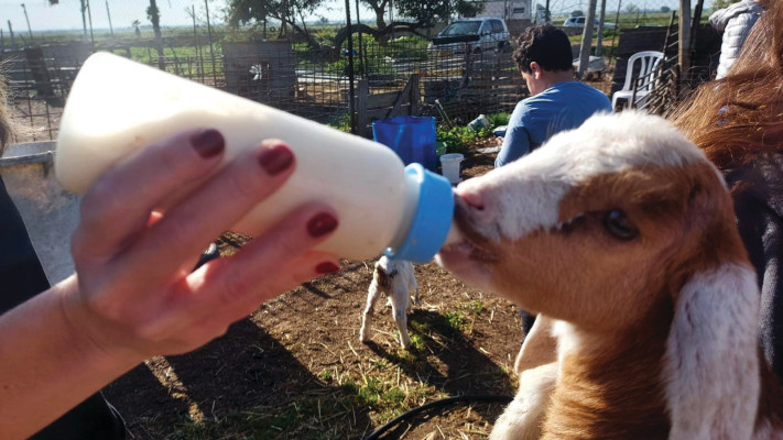 יוצאים לטבע ב''חוות הדקלים''