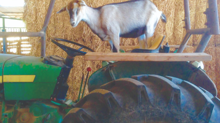 סדנת גבינות ב''עיזה פזיזה''