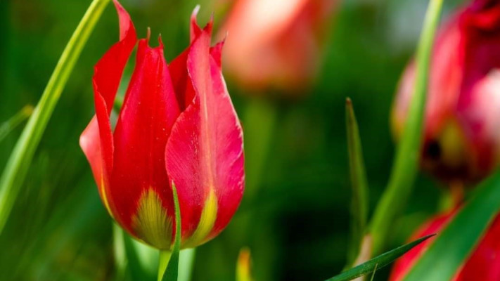 פארק האירוס