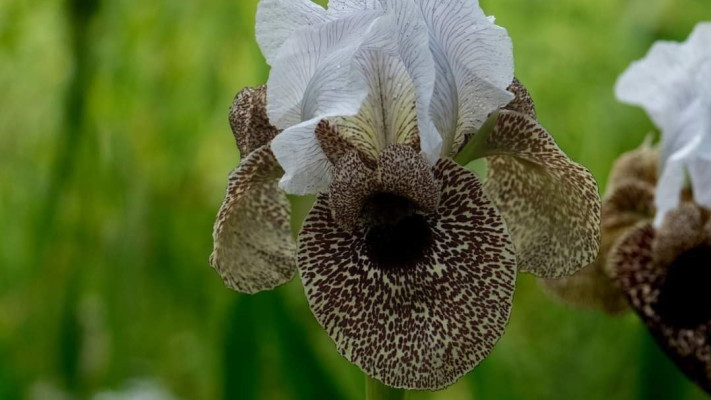 פארק האירוס