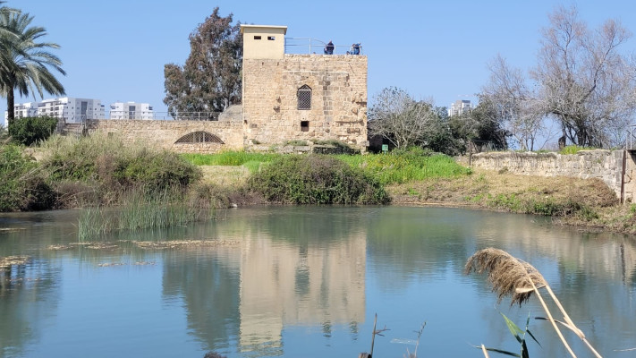 שמורת הטבע עין אפק תמר עבדת (צילום: רשות הטבע והגנים)