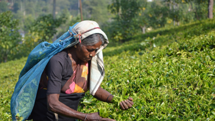 שדות תה בסרי לנקה (צילום: יח''צ ספיריט)