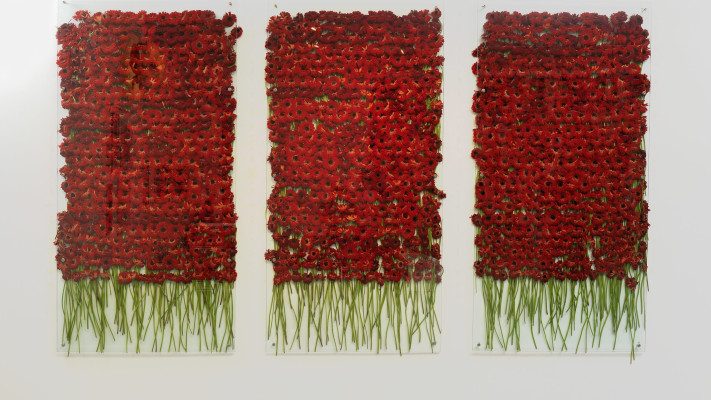 כ-1,500 גרברות אדומות מזן ''ביוטי'', אניה גלאצ'יו (צילום: אלי פוזנר, מוזיאון ישראל)
