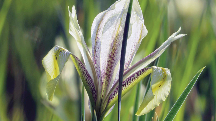 פריחת אירוס הביצות