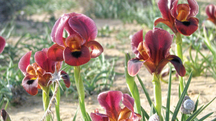 אירוסים בשמורת האירוסים