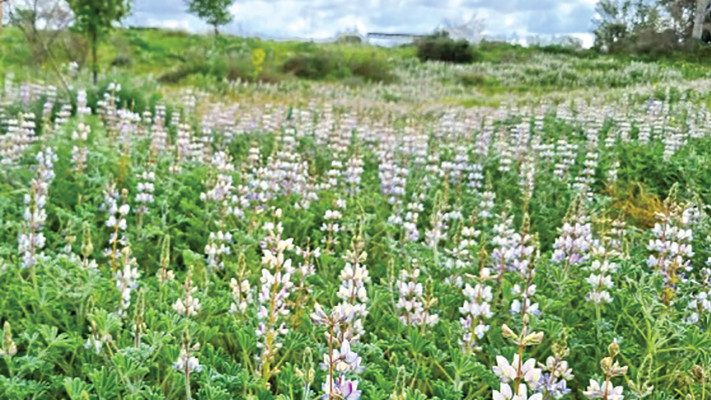 פארק בריכת חורף לב השרון