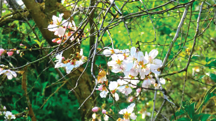 נחל ראש פינה