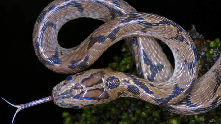 השתמשו בארס נחשים כסם, אילוסטרציה