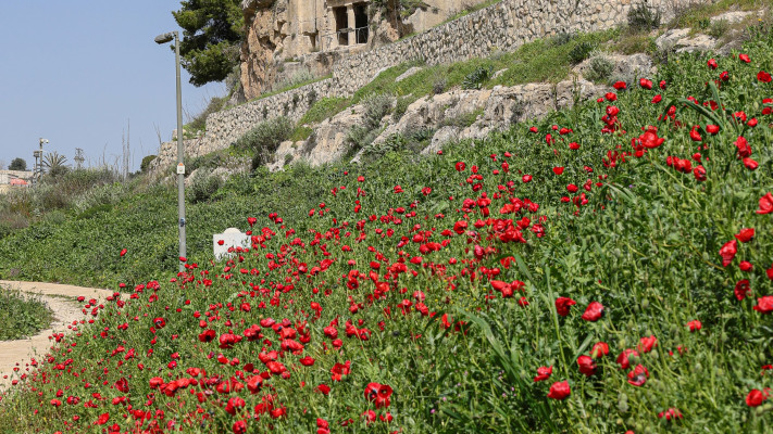 עמק הקדרון (צילום: ארנון בוסאני)