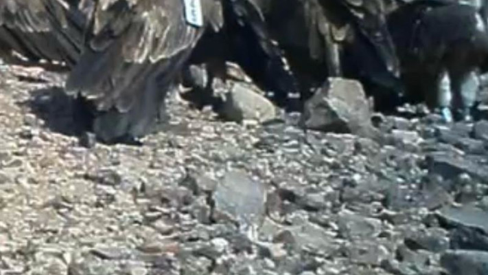 הנשרים בדרום הארץ