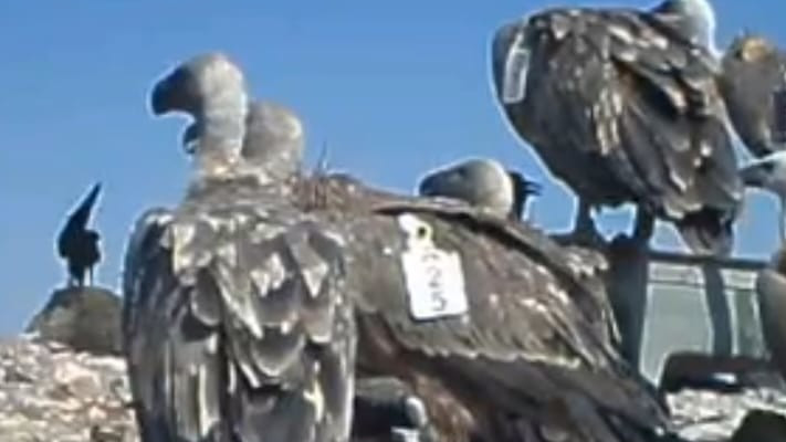 הנשרים בדרום הארץ