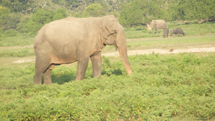 יאלה פארק, סרי לנקה