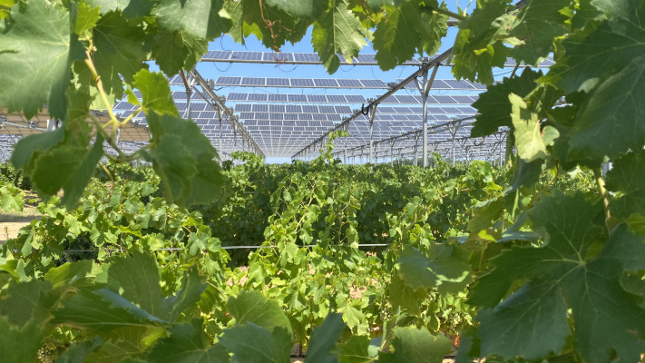 מתקן אגרו וולטאי בכרם ענבי יין