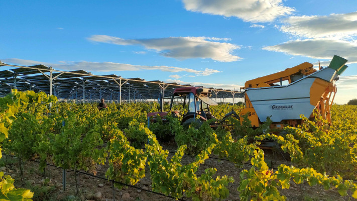 מתקן אגרו וולטאי בכרם ענבי יין