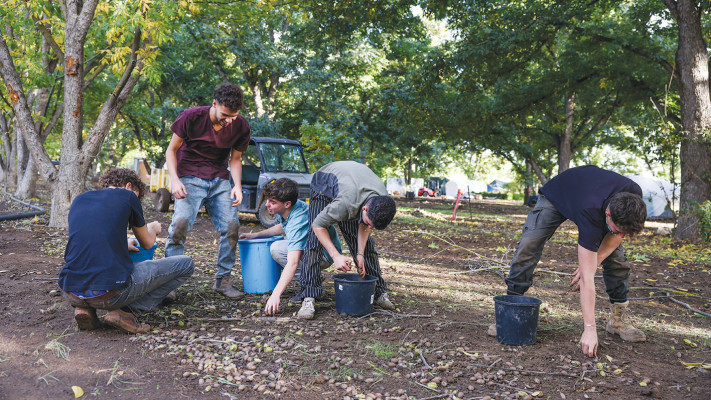 קטיף פיקן בקיבוץ כפר בלום